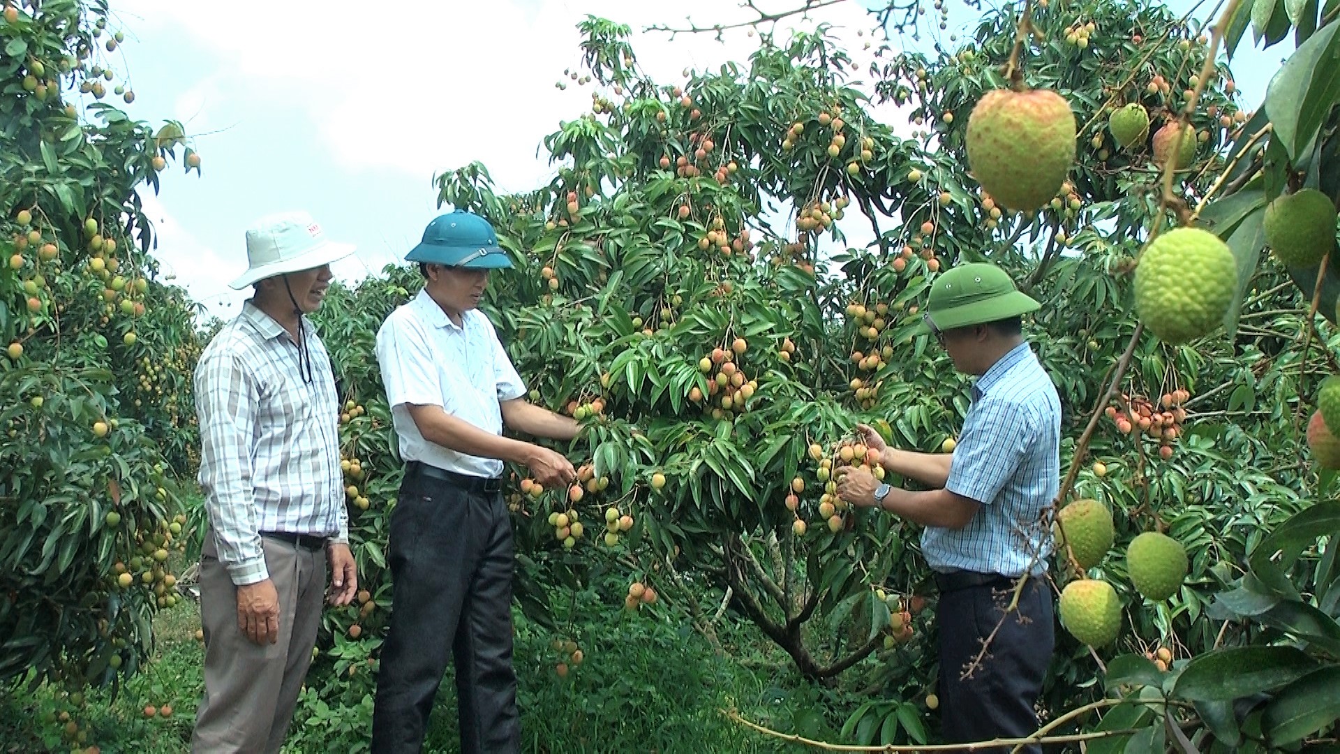 Huyện Ea Kar tìm hướng đi bền vững cho quả Vải